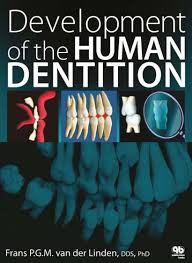 DEVELOPMENT OF THE HUMAN DENTITION
