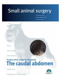 The caudal abdomen. Small animal surgery