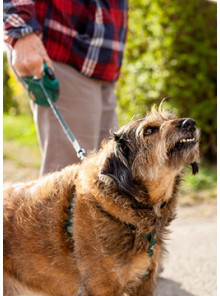 PACK OFERTA ETOLOGÍA: CURSO AGRESIVIDAD CANINA HACIA LA FAMILIA + ETOLOGÍA CANINA