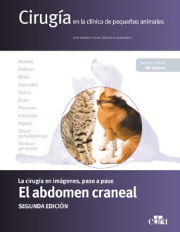 el abdomen craneal