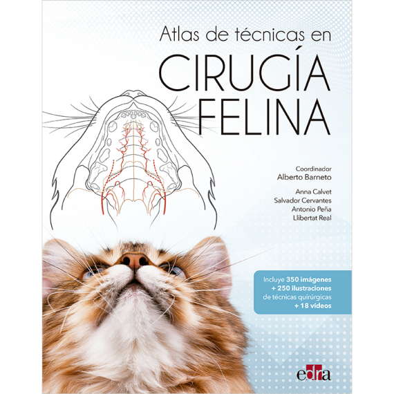 cirugía felina
