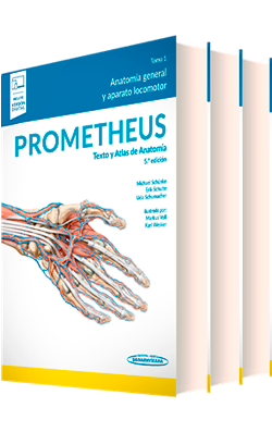 prometheus atlas y texto de anatomía